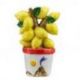 MAGNETE PIANTINA LIMONI, VASO CON VULCANO E SOLE, SEGNAPOSTO SICILIA