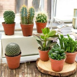 PIANTE GRASSE VERE MIX SPINOSE O SUCCULENTE