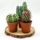 PIANTE GRASSE VERE MIX SPINOSE O SUCCULENTE
